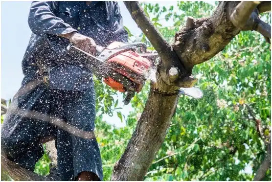 tree services Newberg